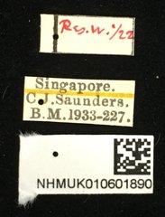 Chaetocnema granulicollis•All Rights ReservedMuseum Label