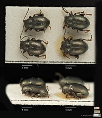 Chaetocnema malayana•&copy; Ang Yuchen•CC BY 4.0