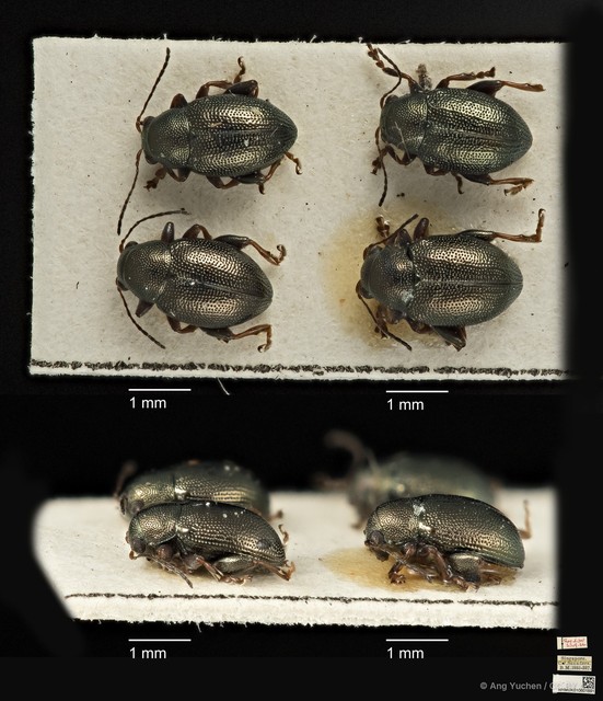 Chaetocnema malayana•&copy; Ang Yuchen•CC BY 4.0