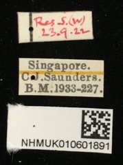 Chaetocnema malayana•All Rights ReservedMuseum Label