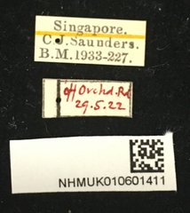 Chaetocnema nigrica•All Rights ReservedMuseum Label