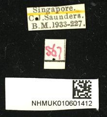 Chaetocnema nigrica•All Rights ReservedMuseum Label