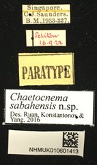 Chaetocnema sabahensis•All Rights ReservedMuseum Label