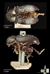 Chaetocnema wallacei•&copy; Ang Yuchen•CC BY 4.0