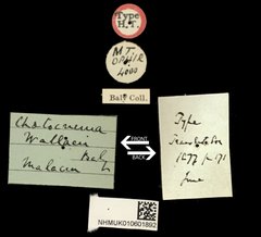 Chaetocnema wallacei•All Rights ReservedMuseum Label