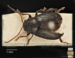 Chaetocnema wallacei•&copy; Ang Yuchen•CC BY 4.0