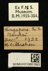 Chaetocnema wallacei•All Rights ReservedMuseum Label
