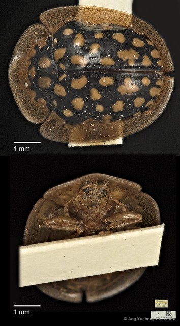 Chiridopsis punctata•&copy; Ang Yuchen•CC BY 4.0