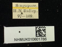 Chiridopsis punctata•All Rights ReservedMuseum Label