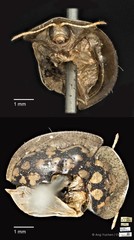 Chiridopsis punctata•&copy; Ang Yuchen•CC BY 4.0