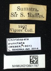 Chiridopsis punctata•All Rights ReservedMuseum Label