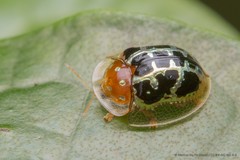 Chiridopsis scalaris•&copy; Marcus Ng Fu Chuan•CC BY-NC-ND 4.0