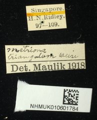 Chiridopsis scalaris•All Rights ReservedMuseum Label