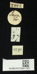 Chiridopsis scalaris•All Rights ReservedMuseum Label