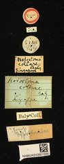 Cleorina•All Rights ReservedMuseum Label