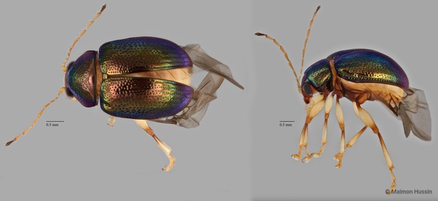 Colaspoides sp. "ZRCBDP0071815"•&copy; Maimon Hussin•All Rights Reserved