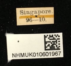 Colaspoides cuprea•All Rights ReservedMuseum Label