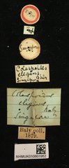 Colaspoides elegans•All Rights ReservedMuseum Label