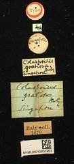 Colaspoides gratiosa•All Rights ReservedMuseum Label