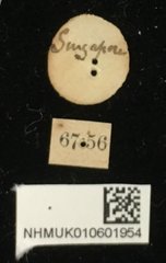 Colaspoides gratiosa•All Rights ReservedMuseum Label