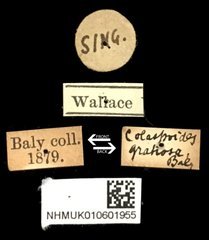 Colaspoides gratiosa•All Rights ReservedMuseum Label