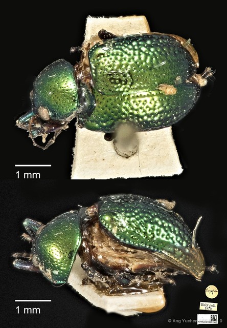 Colaspoides laportei•&copy; Ang Yuchen•CC BY 4.0