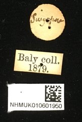 Colaspoides laportei•All Rights ReservedMuseum Label