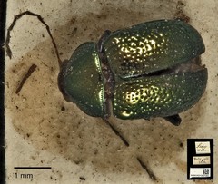Colaspoides laportei•&copy; Ang Yuchen•CC BY 4.0