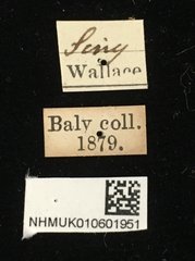 Colaspoides laportei•All Rights ReservedMuseum Label