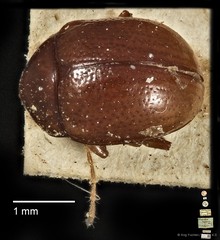 Colaspoides parvula•&copy; Ang Yuchen•CC BY 4.0