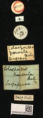 Colaspoides parvula•All Rights ReservedMuseum Label