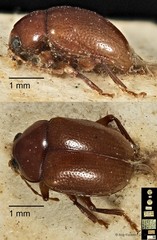 Colaspoides picea•&copy; Ang Yuchen•CC BY 4.0