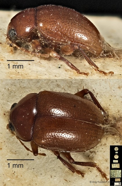 Colaspoides picea•&copy; Ang Yuchen•CC BY 4.0