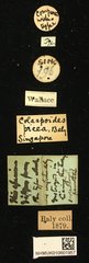 Colaspoides picea•All Rights ReservedMuseum Label
