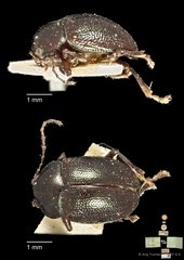 Colaspoides puncticeps•&copy; Ang Yuchen•CC BY 4.0