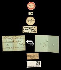 Colaspoides puncticeps•All Rights ReservedMuseum Label