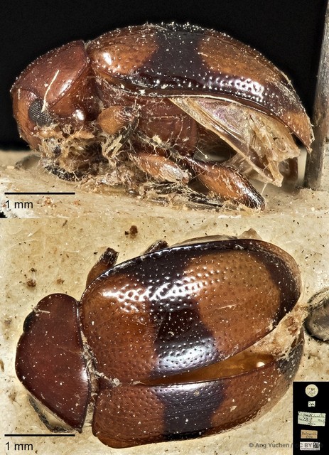 Colaspoides quadripartita•&copy; Ang Yuchen•CC BY 4.0