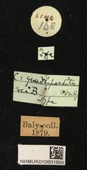 Colaspoides quadripartita•All Rights ReservedMuseum Label