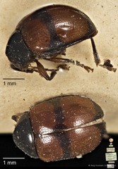 Colaspoides quadripartita•&copy; Ang Yuchen•CC BY 4.0