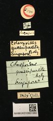 Colaspoides quadripartita•All Rights ReservedMuseum Label