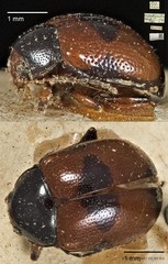 Colaspoides quadripartita•&copy; Ang Yuchen•CC BY 4.0