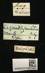 Colaspoides quadripartita•All Rights ReservedMuseum Label