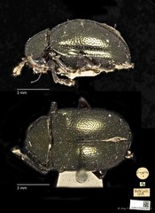Colaspoides simillima•&copy; Ang Yuchen•CC BY 4.0