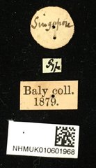 Colaspoides simillima•All Rights ReservedMuseum Label