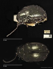 Colaspoides simillima•&copy; Ang Yuchen•CC BY 4.0