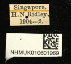 Colaspoides simillima•All Rights ReservedMuseum Label