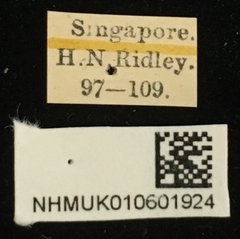 Colasposoma viridicoeruleum•All Rights ReservedMuseum Label