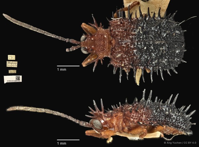 Dactylispa aspera•&copy; Ang Yuchen•CC BY 4.0
