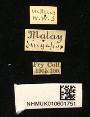 Dactylispa aspera•All Rights ReservedMuseum Label