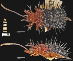 Dactylispa aspera•&copy; Ang Yuchen•CC BY 4.0